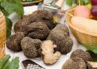 tartufo umbria