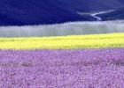 fioritura-castelluccio