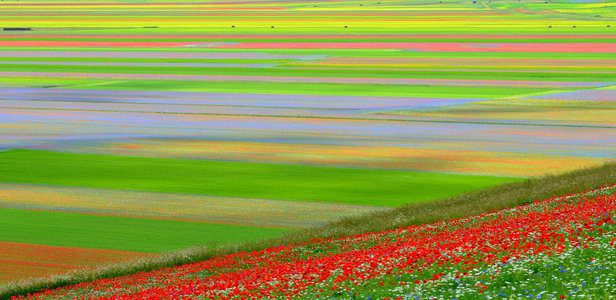 La fioritura di Castelluccio