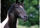 CAVALLO