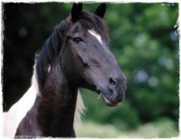 CAVALLO
