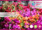 Perugia Flower Show 2013