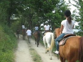 sarale-cavallo
