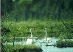 Oasi Naturalistica Di Alviano