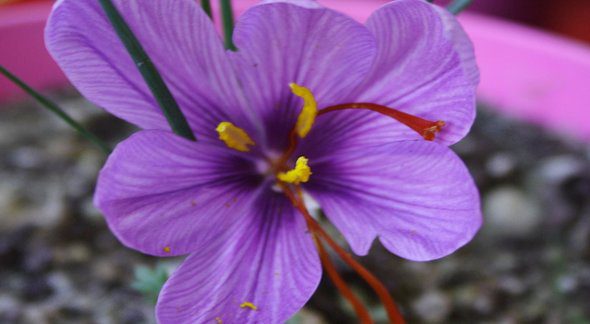 rsz_fiore-zafferano-di-cascia_019