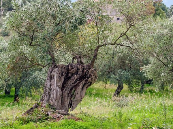 olive-tree-1973386_1920