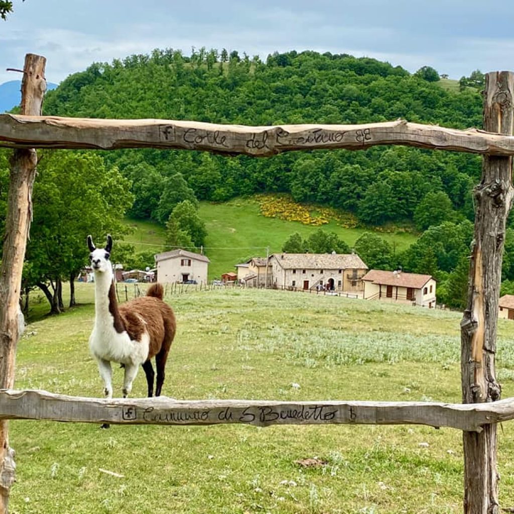 Explore the authentic gastronomic experience at the Vannozzi organic farm, featuring seasonal and certified organic dishes typical of Umbria.